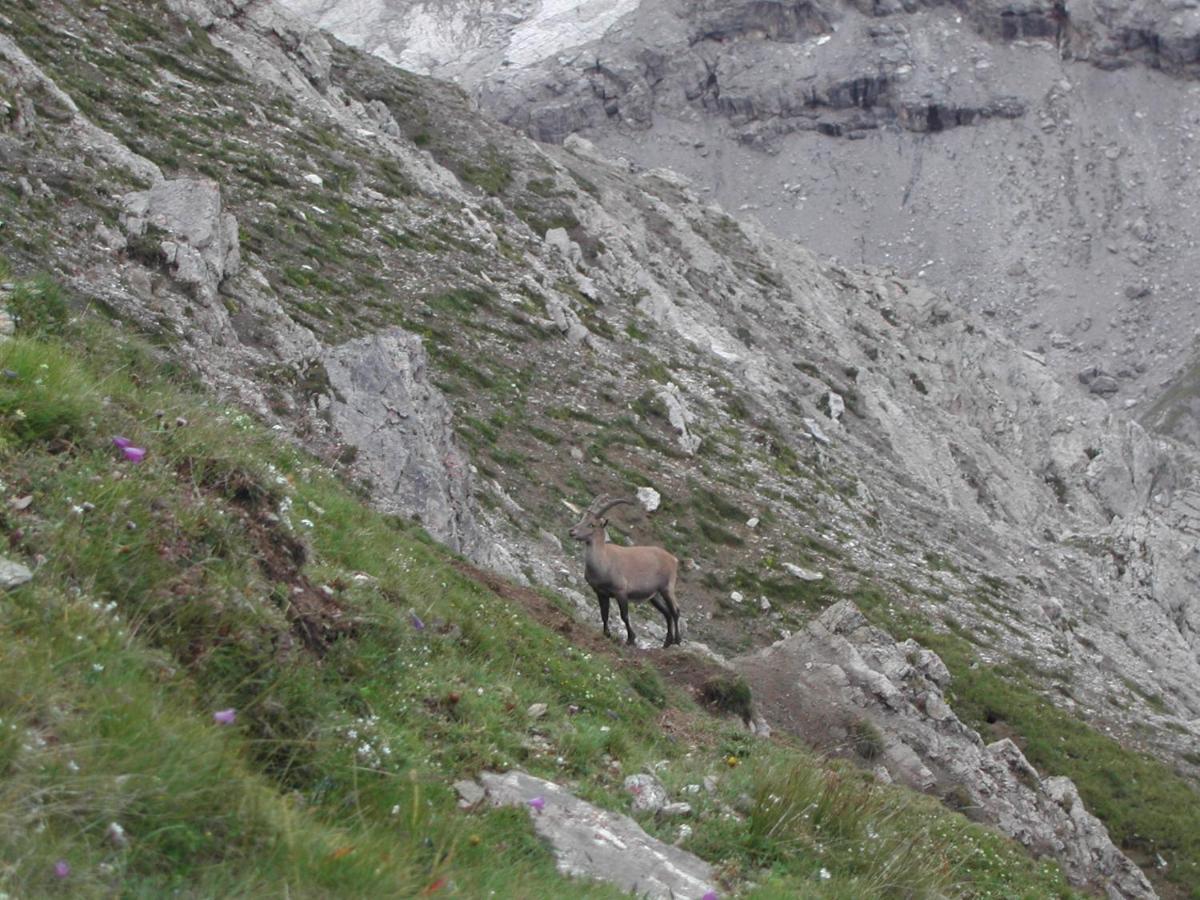 Casa Giulia Daire Bormio Dış mekan fotoğraf